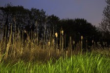_MG_6246.jpg